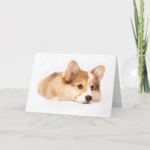 Cartão Bebês Mais Pobres Baby Corgi Puppy Portraje