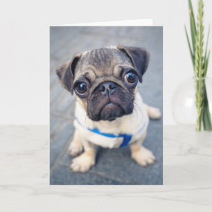 Cartão Bebês Mais Pobres Baby Pug
