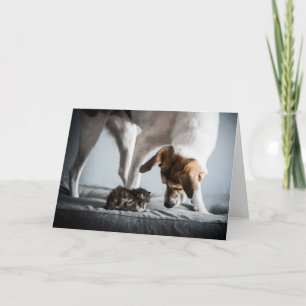 Cartão Bebês Mais Pobres   Bebê Kitten e Cachorro