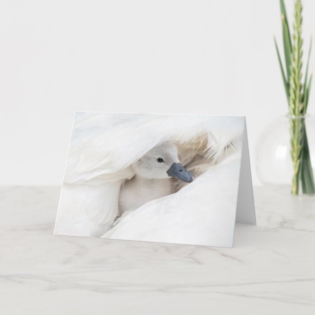 Cartão Bebês Mais Pobres | Bebê-Mute Swan (Frente)