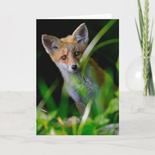 Cartão Bebês Mais Pobres Bebê-Raposa Vermelha