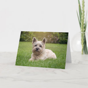 Cartão Bebês Mais Pobres Cairn Terrier Dog