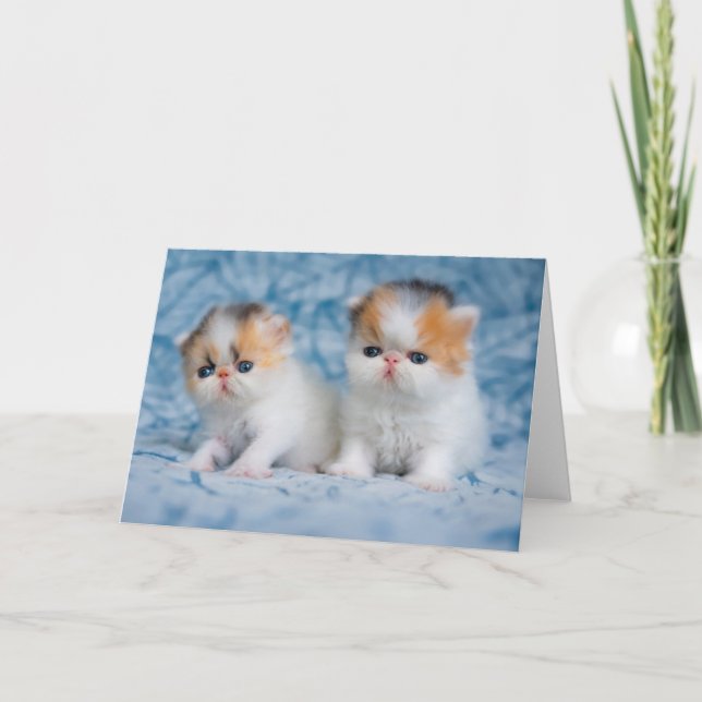 Cartão Bebês Mais Pobres | Calico Kitten Persa (Frente)