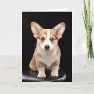 Cartão Bebês Mais Pobres   Corgi Puppy Em Pé