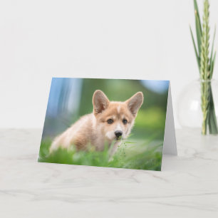 Cartão Bebês Mais Pobres   Corgi Puppy no Yard