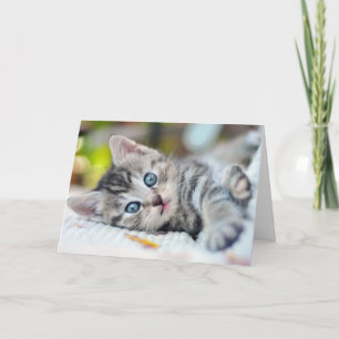 Cartão Bebês Mais Pobres Gatinho Com Olhos Azuis