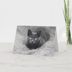 Cartão Bebês Mais Pobres Gato Cinza