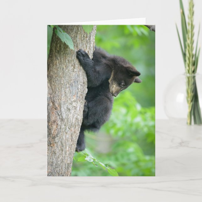Cartão Bebês Mais Pobres | Jovem Urso Negro (Frente)