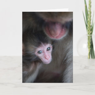 Cartão Bebês Mais Pobres Macaco Baby Macaque e Mãe