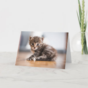 Cartão Bebês Mais Pobres Pequeno Tabby Kitten