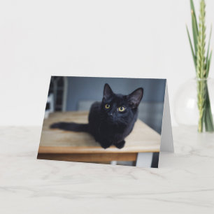 Cartão Bebês Mais Pobres Retrato de um Gato Negro