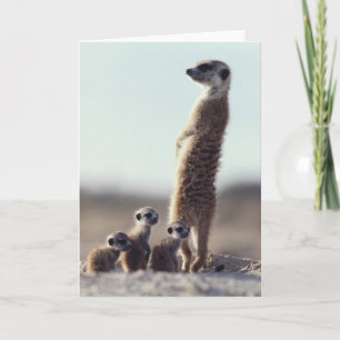 Cartão Bebês Mais Pobres Uma família de Meerkats