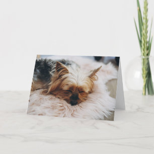 Cartão Bebês Mais Pobres Yorkshire Terrier