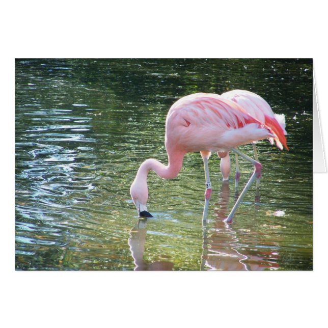 Cartão Bebida de Flamingo (Frente Horizontal)