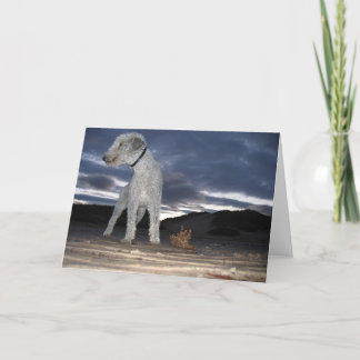 CARTÃO BEDDY ON THE BEACH