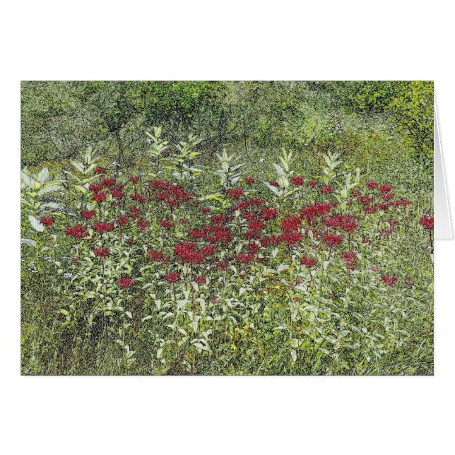 Cartão Bee Balm (Bergamont) em agosto (Frente Horizontal)