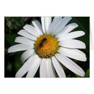 Cartão Bee Happy Daisy Card