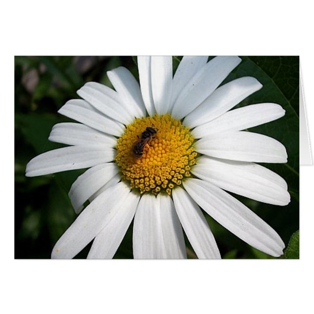 Cartão Bee Happy Daisy Card (Frente Horizontal)
