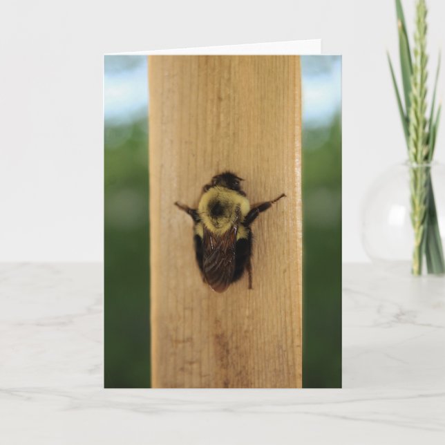 Cartão Bee-zilla (Frente)