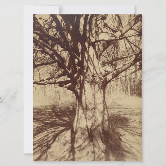 Cartão Beech Tree (por Eugène Atget) (Frente)