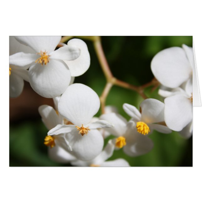 Cartão Begonia (Frente Horizontal)