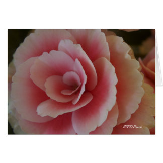 Cartão Begonia Beauty