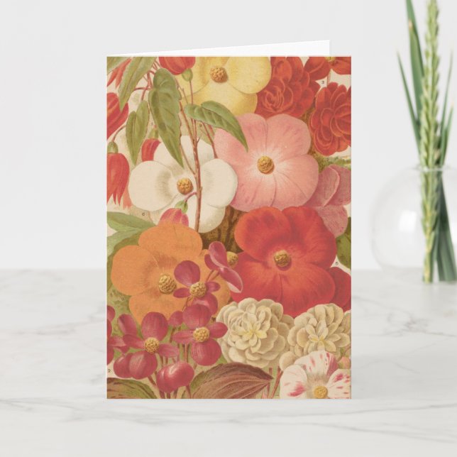 Cartão Begonia | George Nicholson (Frente)