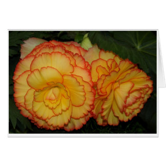 Cartão Begónias