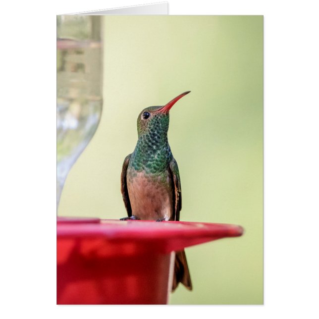 Cartão Beija-flor-de-barriga-batana no Texas (Frente)