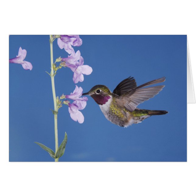 Cartão Beija-flor-de-cauda-larga, Selasphorus (Frente Horizontal)