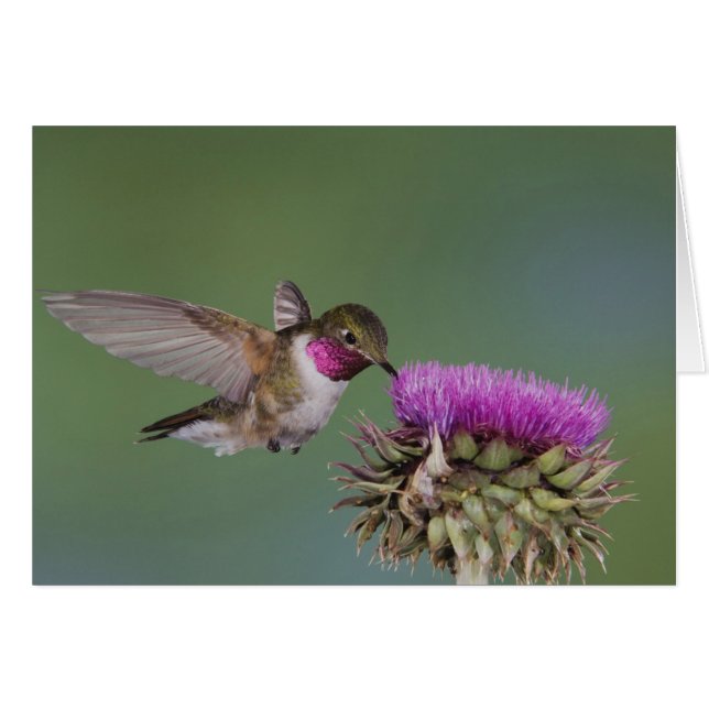 Cartão Beija-flor-de-cauda-larga, Selasphorus (Frente Horizontal)
