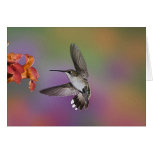 Cartão Beija-flor-fêmea-de-pescoço-rubi-em-vôo