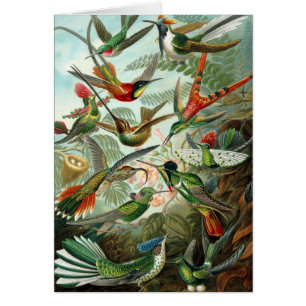 Cartão Beija-flores por Ernst Haeckel, Árvores de Pássaro