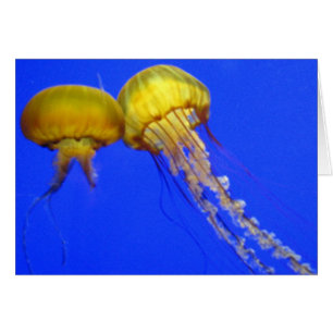 Cartão Beijando medusa