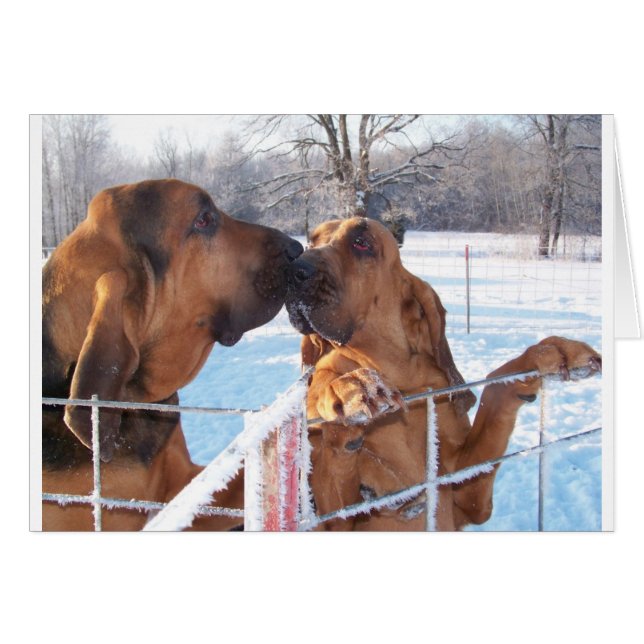 Cartão Beijo - Bloodhound (Frente Horizontal)