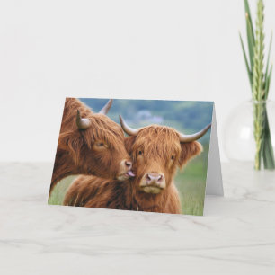 Cartão Beijo de Vaca das Terras Altas de Aniversário