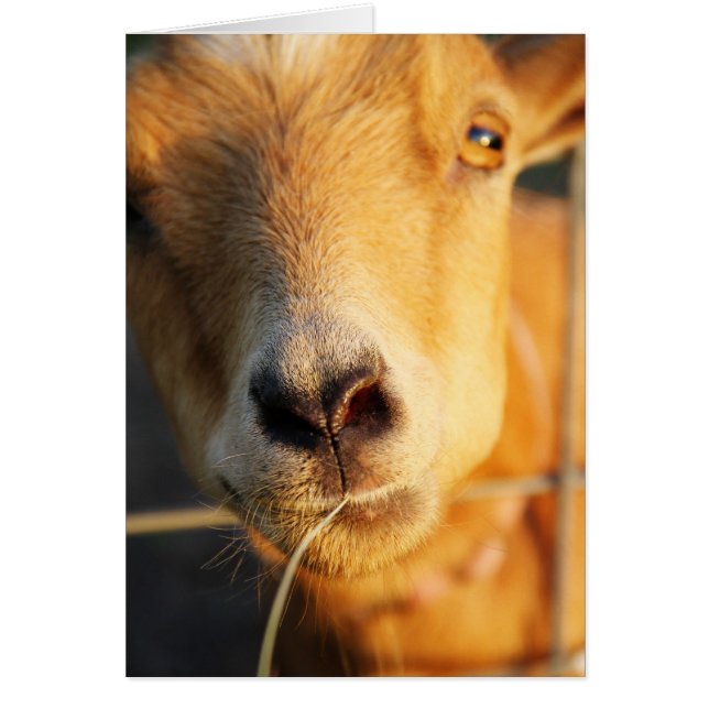 Cartão Beijos da cabra (Frente)