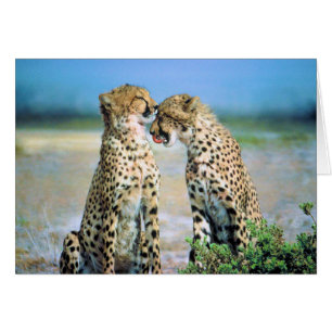 Cartão Beijos da chita