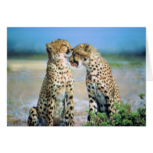 Cartão Beijos da chita (Frente Horizontal)