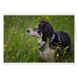 Cartão Beira nos botões de ouro