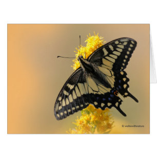 Cartão Bela Anise Swallowtail Borboleta no Sol