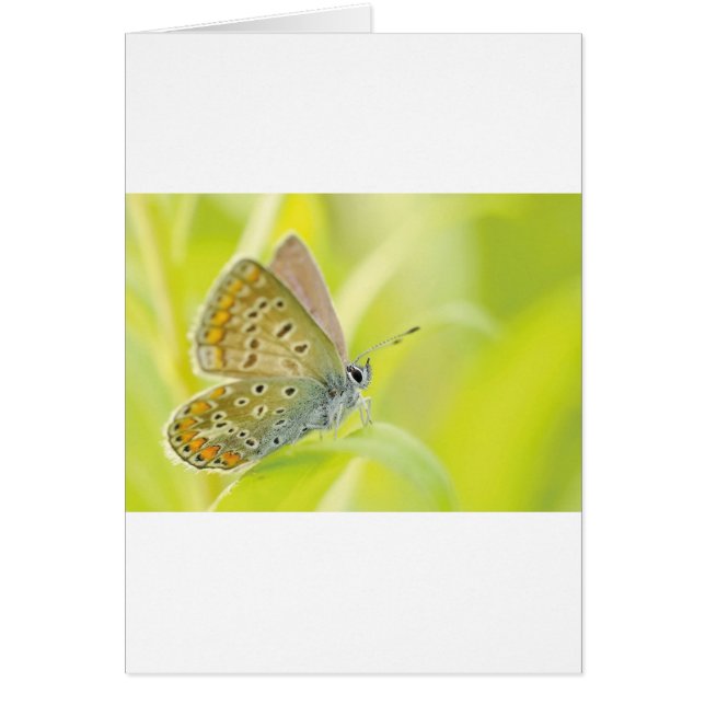 Cartão Bela Borboleta Azul Detectada (Frente)