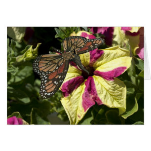 Cartão Bela Borboleta Elefante