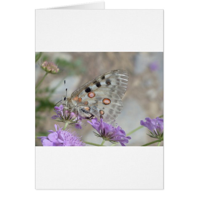 Cartão Bela Borboleta Superficial (Frente)