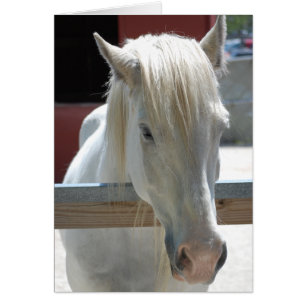 Cartão Bela Cavalo Branco