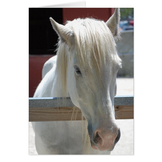 Cartão Bela Cavalo Branco (Frente)