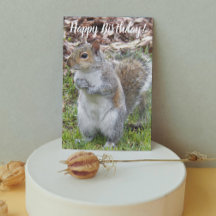 Bela Cinza Esquilo Engraçado Aniversário