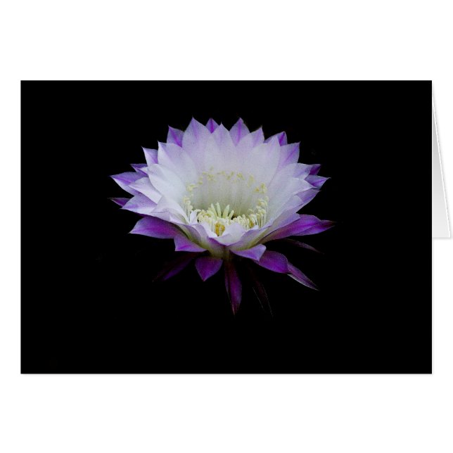 Cartão Bela da bola, cacto noturno florescente (Frente Horizontal)