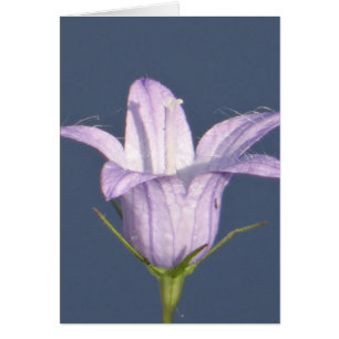 Cartão Bela flor azul