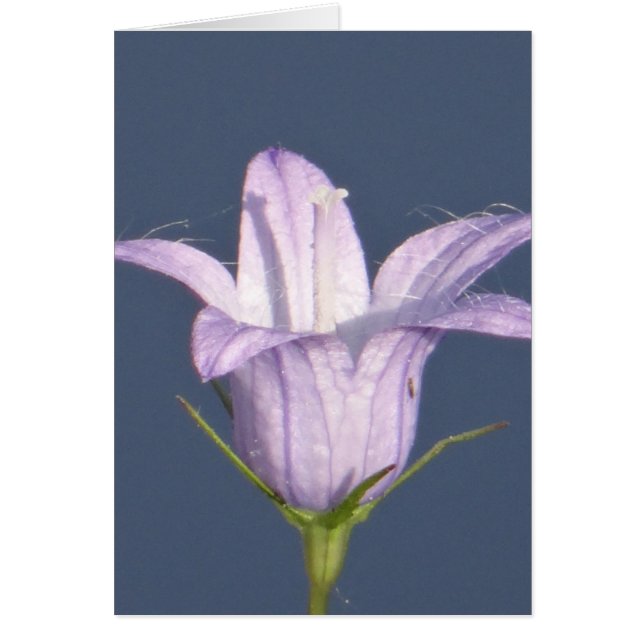 Cartão Bela flor azul (Frente)